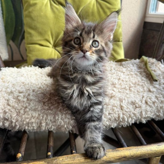 Maine Coon Ulfred