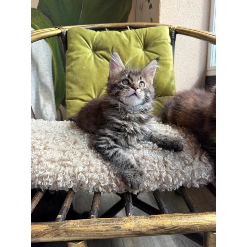 Maine Coon Ulfred