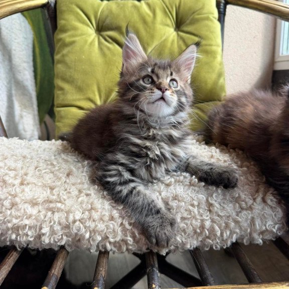 Maine Coon Ulfred