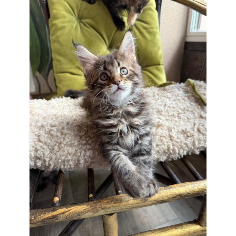 Maine Coon Ulfred