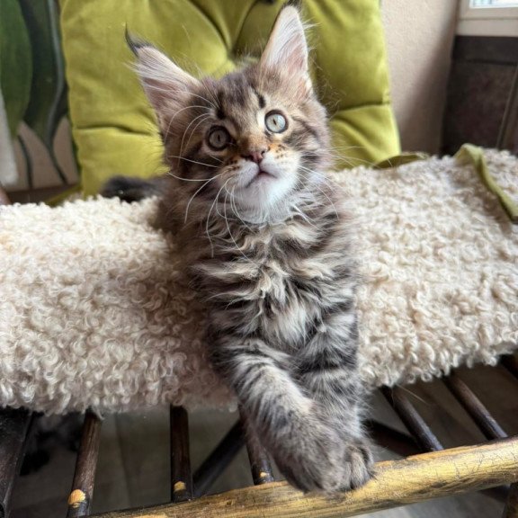 Maine Coon Ulfred