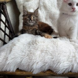 Maine Coon Ula