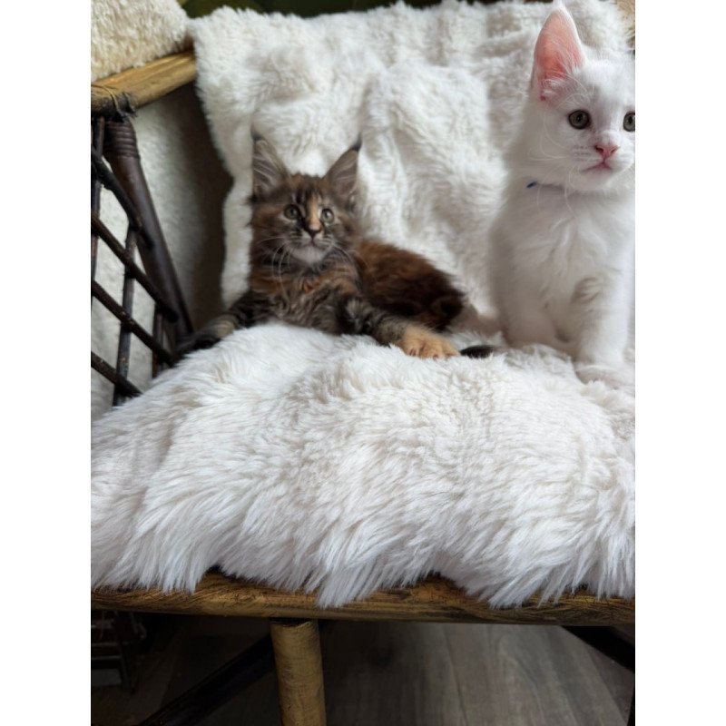 Maine Coon Ula