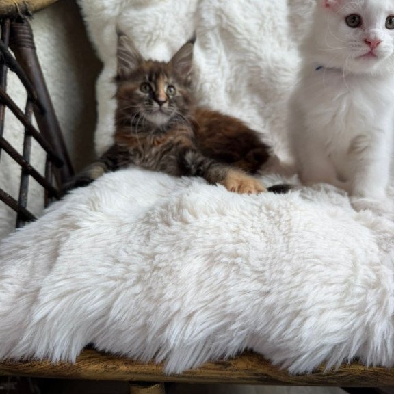 Maine Coon Ula