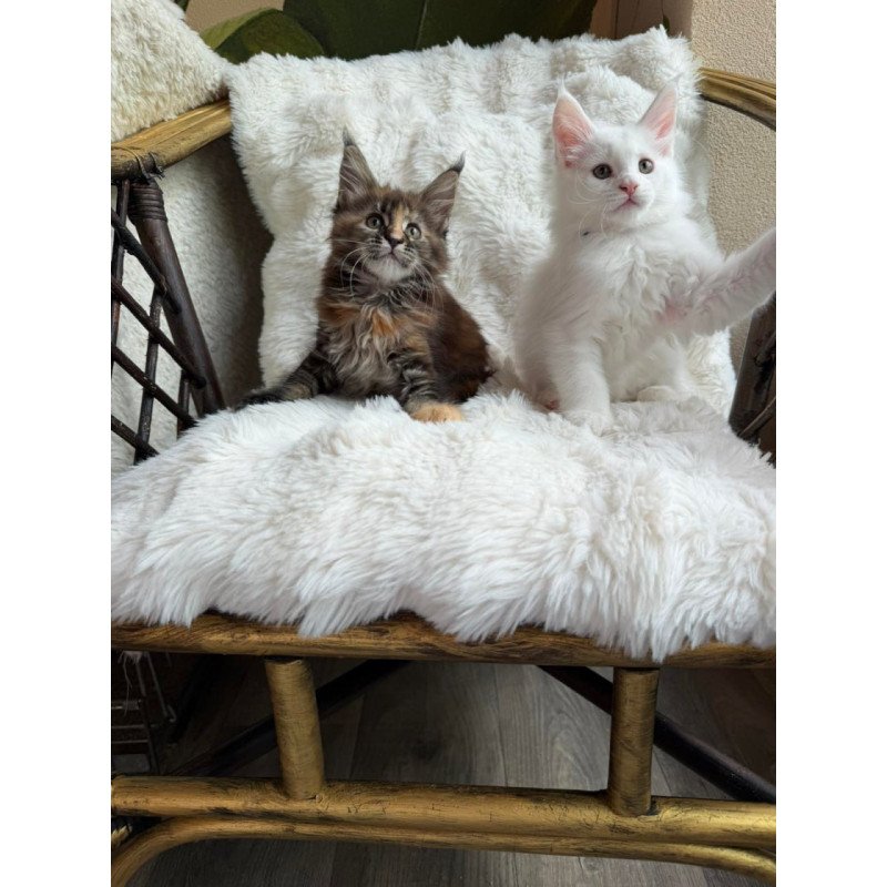 Maine Coon Ula