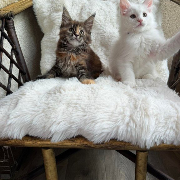 Maine Coon Ula