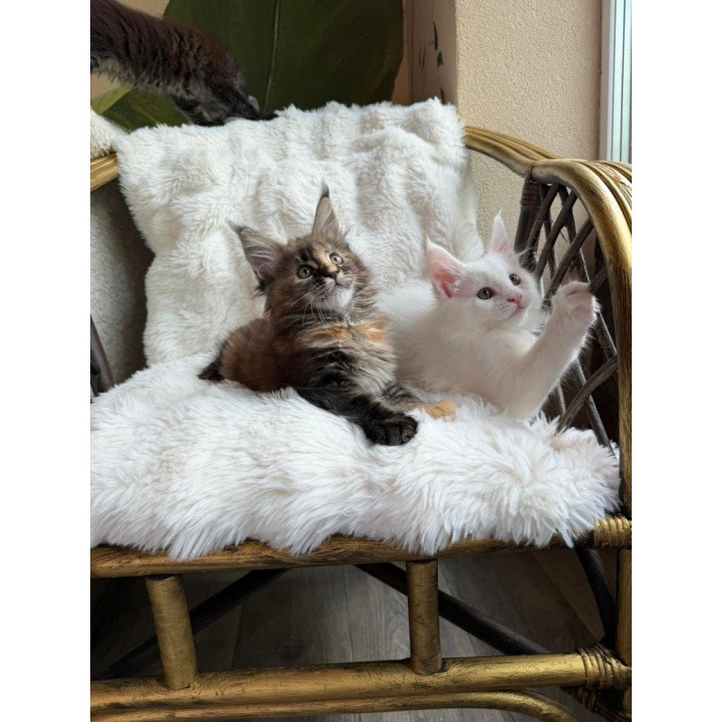 Maine Coon Ula