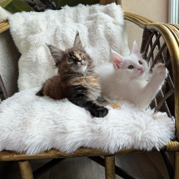 Maine Coon Ula
