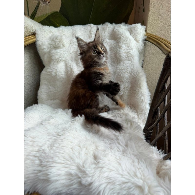 Maine Coon Ula