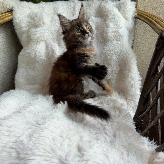 Maine Coon Ula