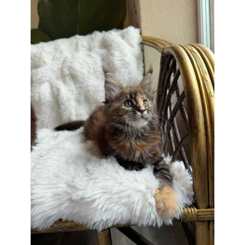 Maine Coon Ula