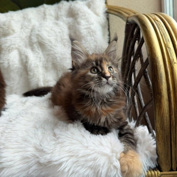 Maine Coon Ula