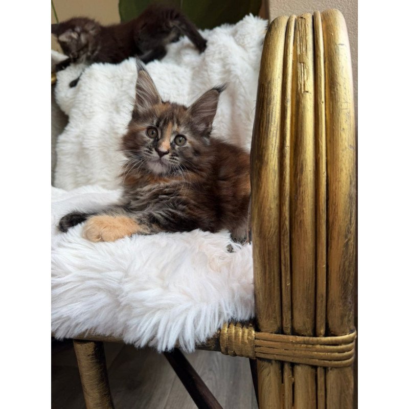 Maine Coon Ula