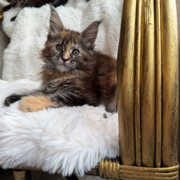 Maine Coon Ula