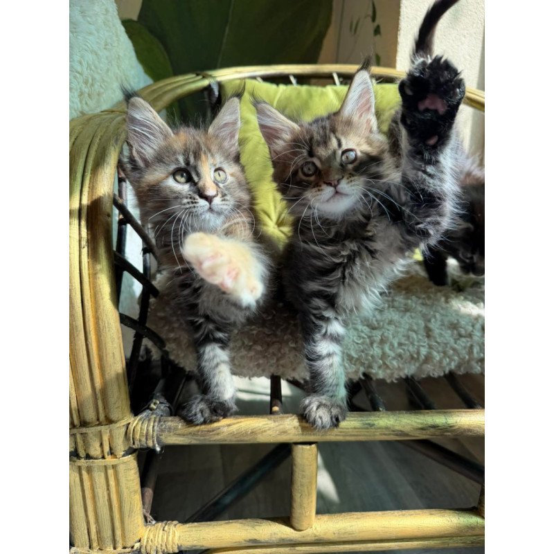 Maine Coon Ula