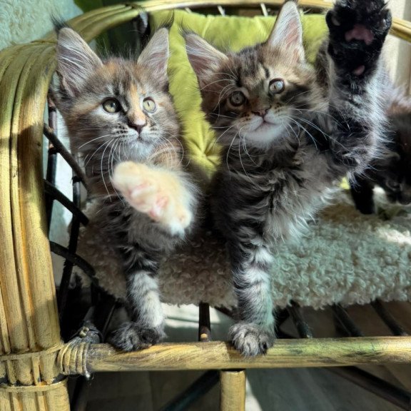 Maine Coon Ula