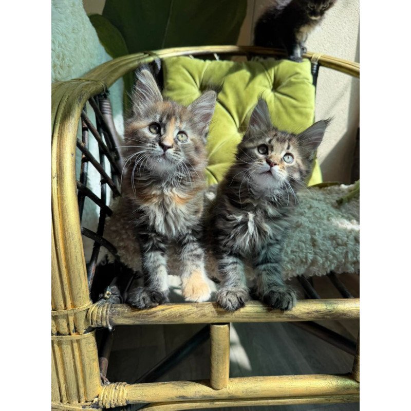 Maine Coon Ula