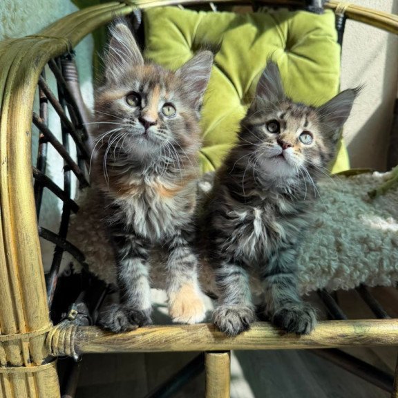 Maine Coon Ula