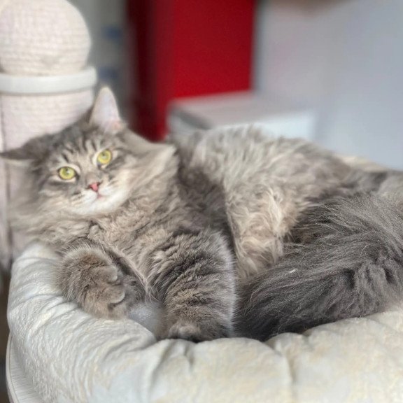 Siberian REZ Basik