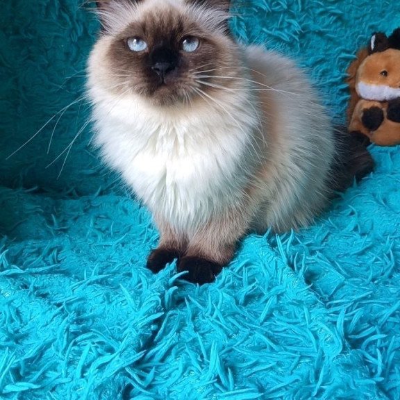 Siberian REZ Taiga