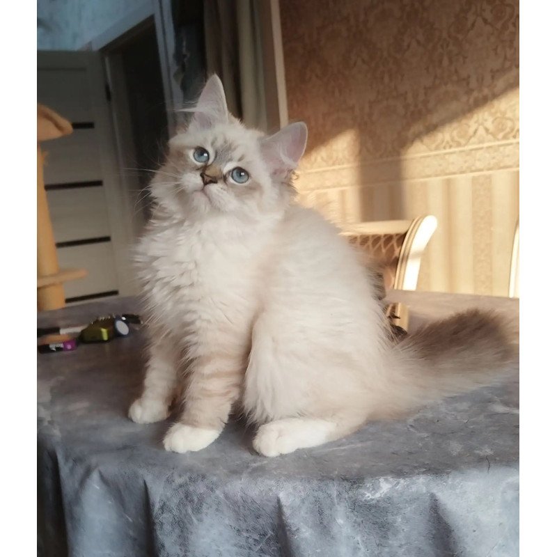 Siberian REZ Hela