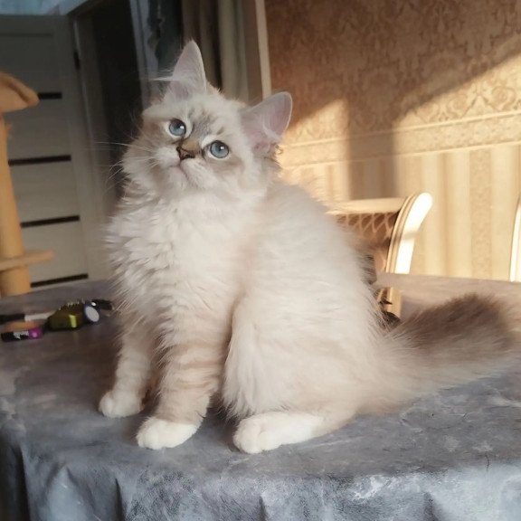 Siberian REZ Hela