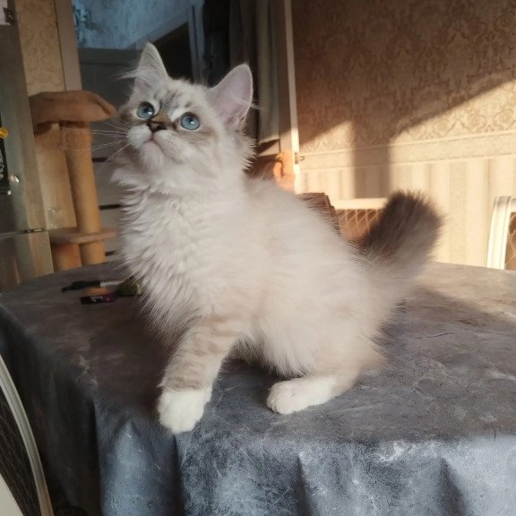 Siberian REZ Hela