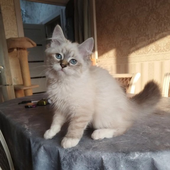 Siberian REZ Hela