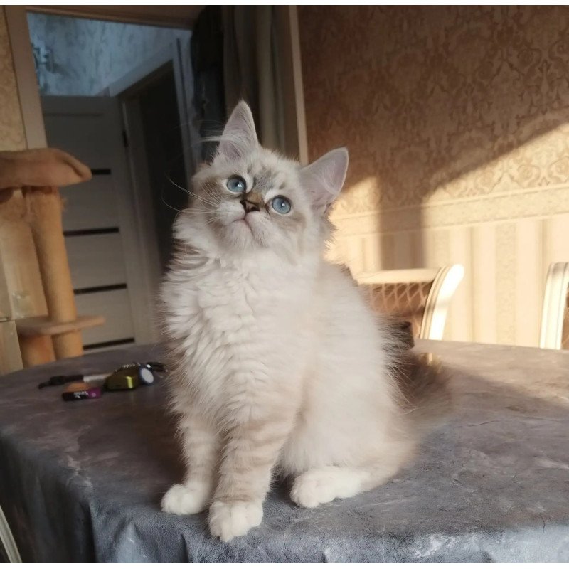 Siberian REZ Hela