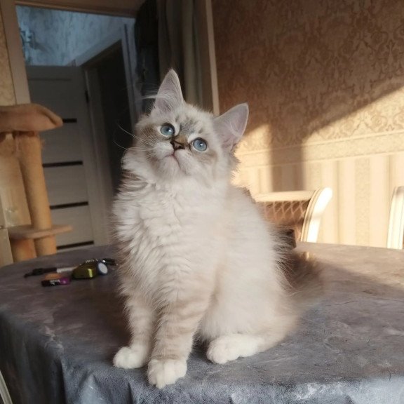 Siberian REZ Hela