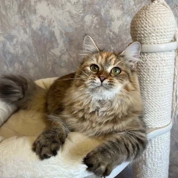 Siberian REZ Raya