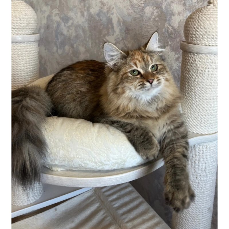 Siberian REZ Raya