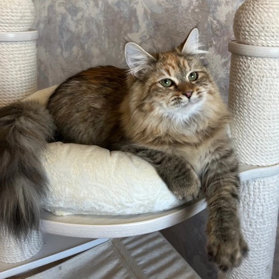 Siberian REZ Raya