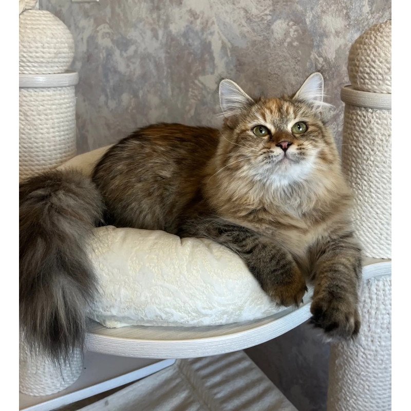 Siberian REZ Raya