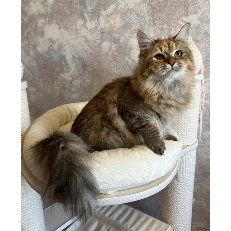 Siberian REZ Raya