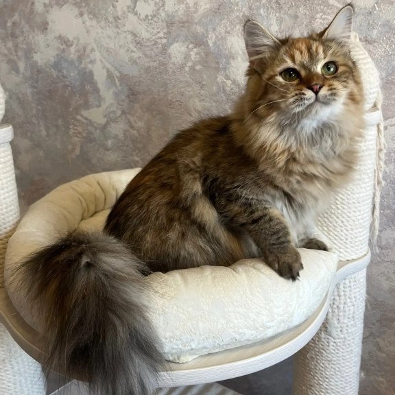 Siberian REZ Raya