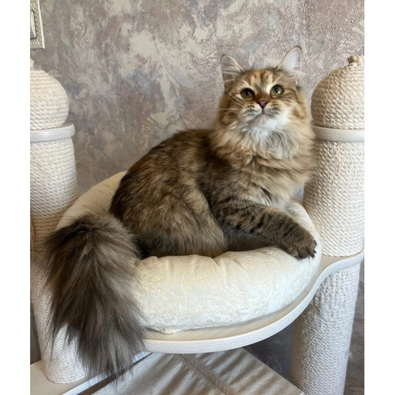 Siberian REZ Raya