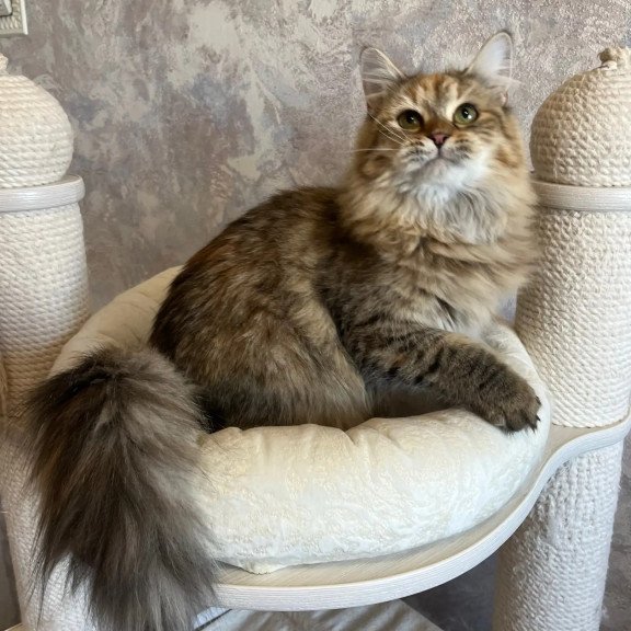 Siberian REZ Raya