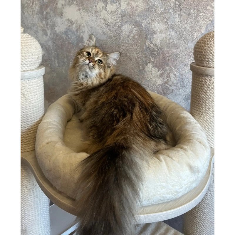 Siberian REZ Raya