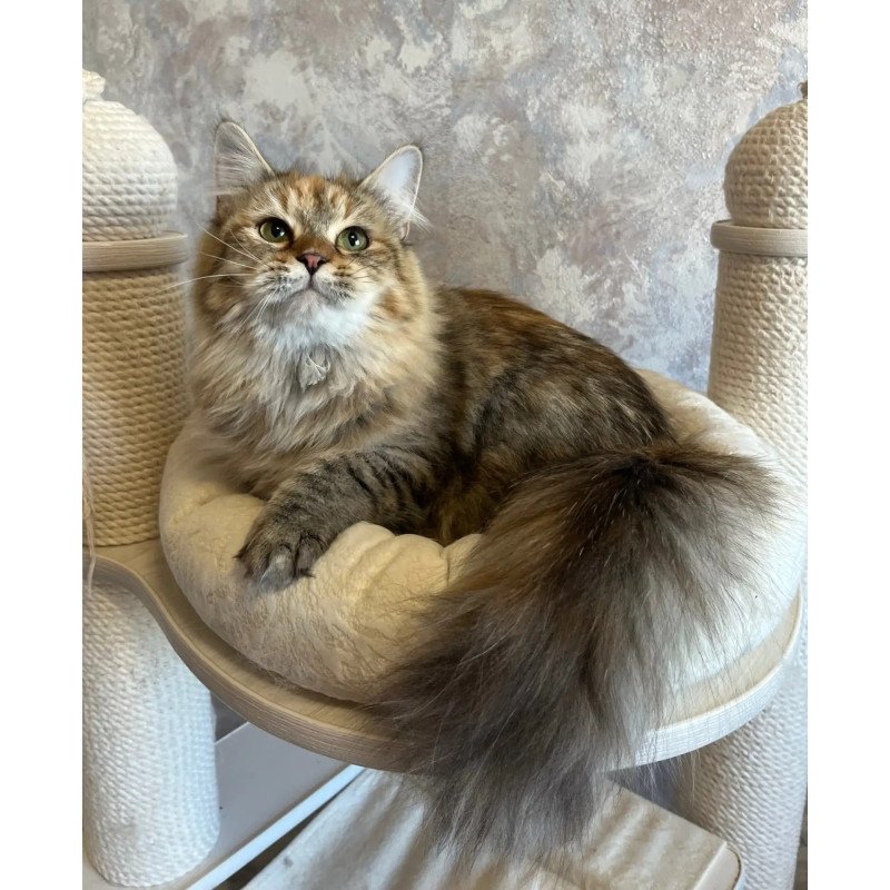 Siberian REZ Raya