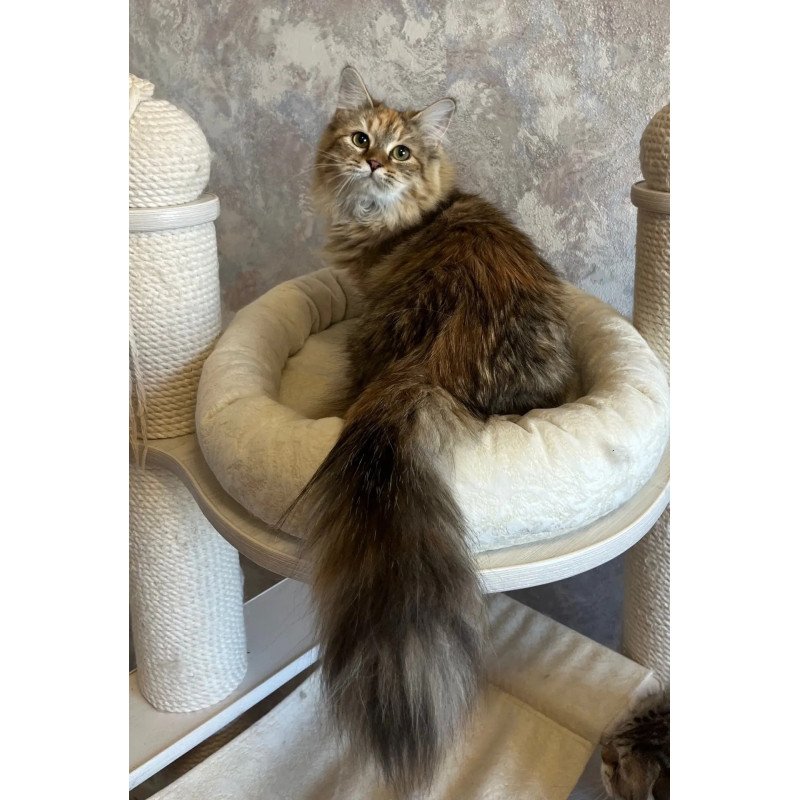 Siberian REZ Raya