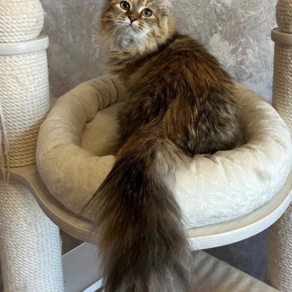 Siberian REZ Raya