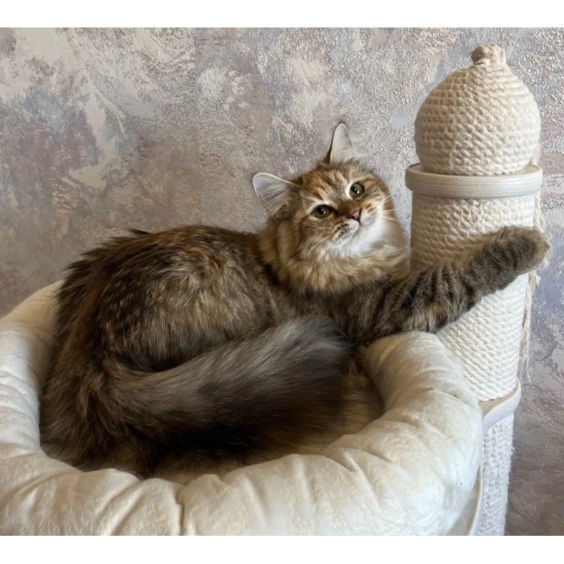 Siberian REZ Raya