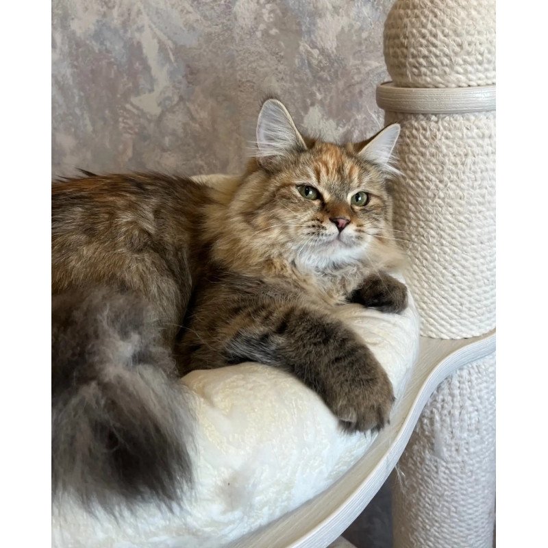 Siberian REZ Raya