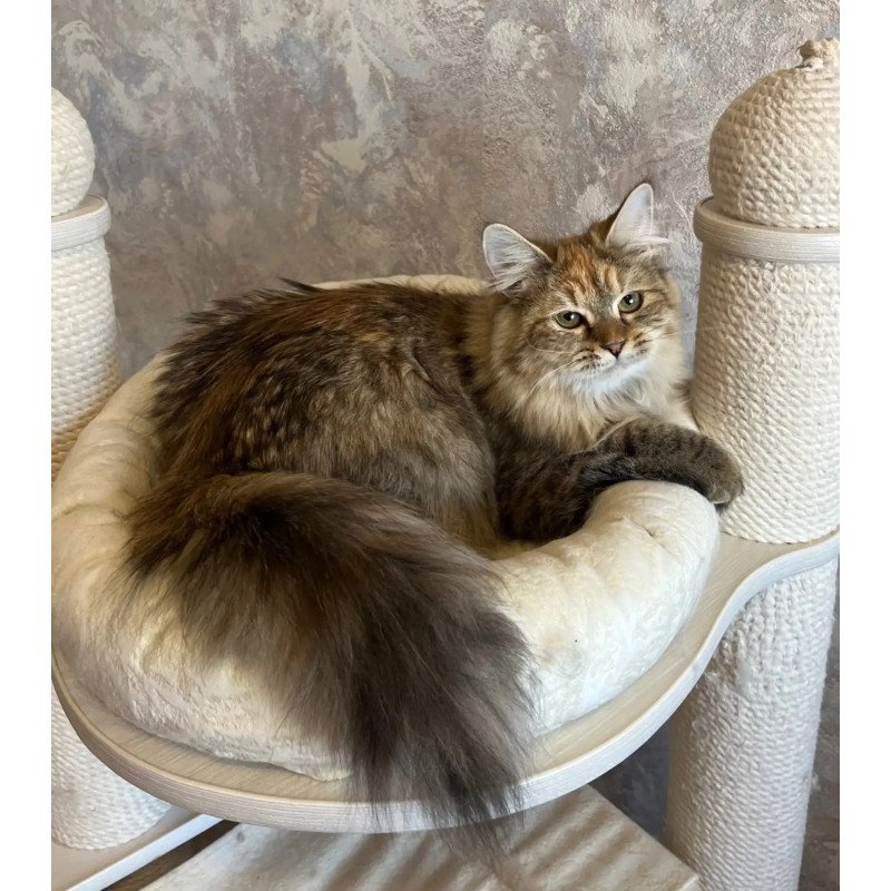 Siberian REZ Raya