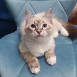 Siberian REZ Fabian
