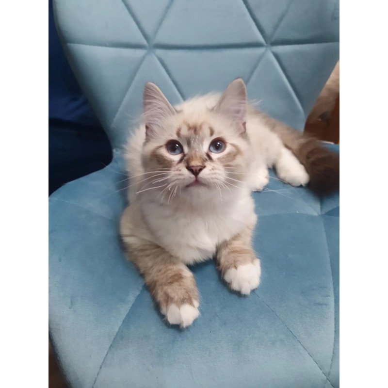 Siberian REZ Fabian