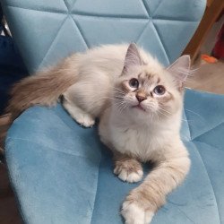 Siberian REZ Fabian