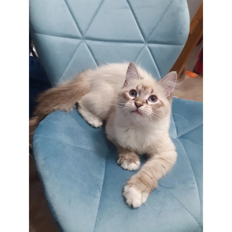 Siberian REZ Fabian