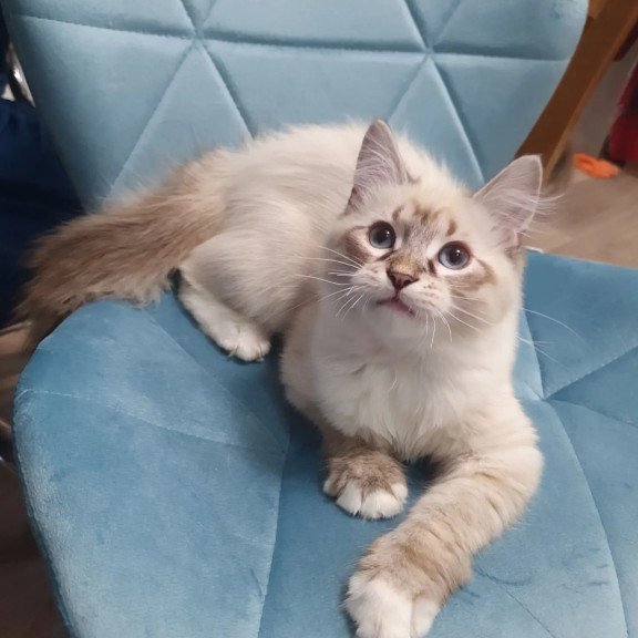 Siberian REZ Fabian